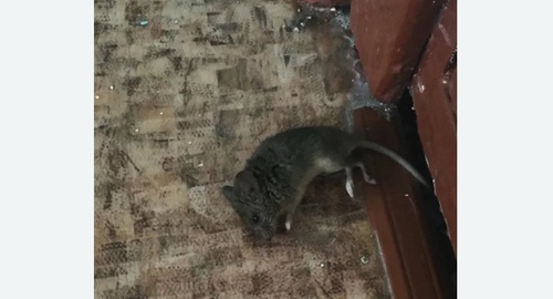 Дезинфекция от мышей в Хамовниках города Москвы